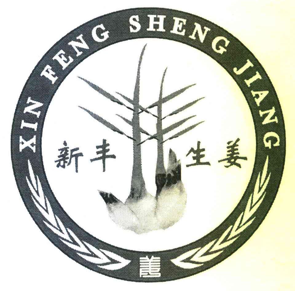 姜 新丰生姜