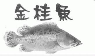 金桂鱼