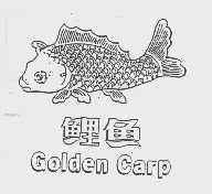 鲤鱼   GOLDEN CARP
