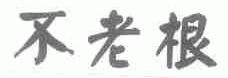 不老根