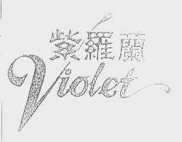 紫罗兰   VIOLET