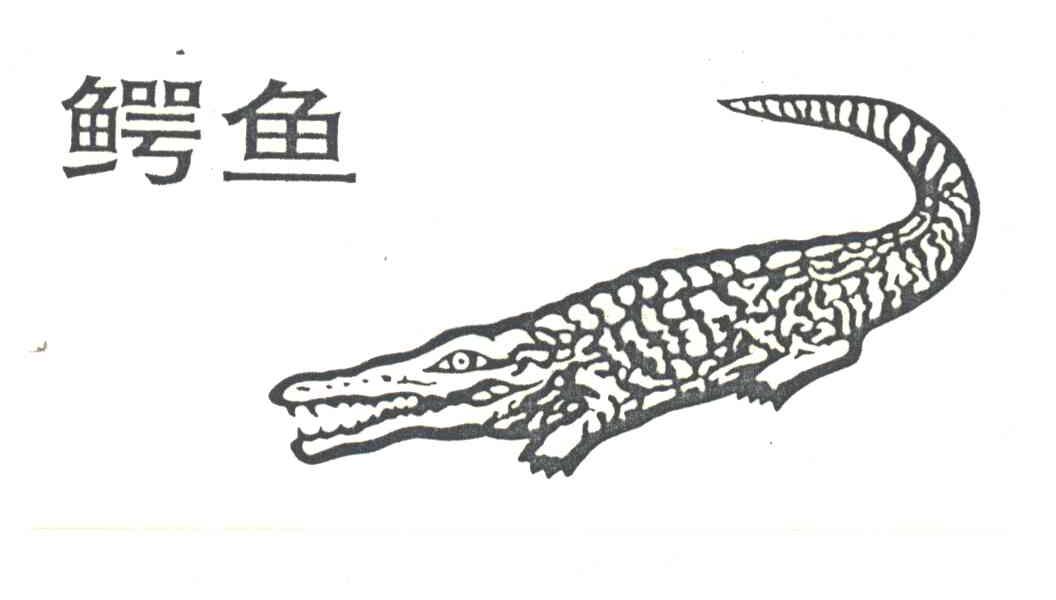 鳄鱼