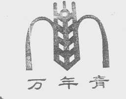 万年青