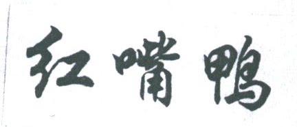 红嘴鸭