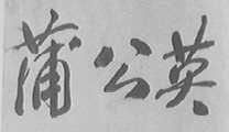 蒲公英