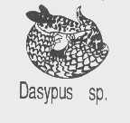 DASYPUS SP