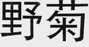 野菊