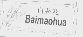 白茅花