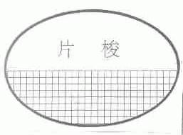 片梭