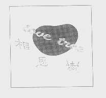相思树   LOVE TREE