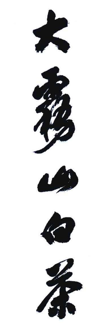 大雾山白茶