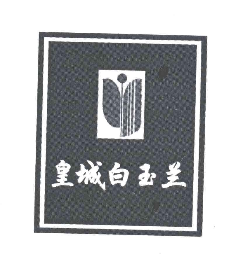 皇城白玉兰