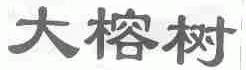 大榕树