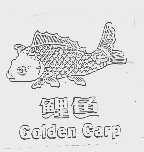 鲤鱼;GOLDEN GARP