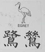 鹭鸶  EGRET