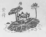 紫荷