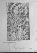 FLORAISON