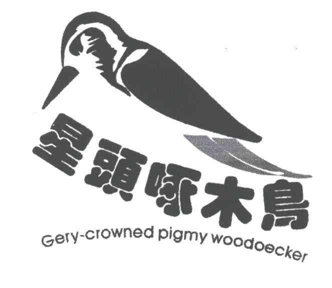 星头啄木鸟;GREY-CROWNED PIGMY WOODOECKER