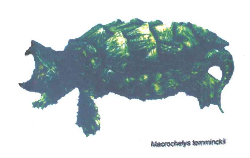 MACROCHELYS TEMMINCKII