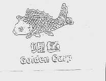 鲤鱼  GOLDEN CARP