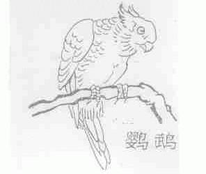 鹦鹉