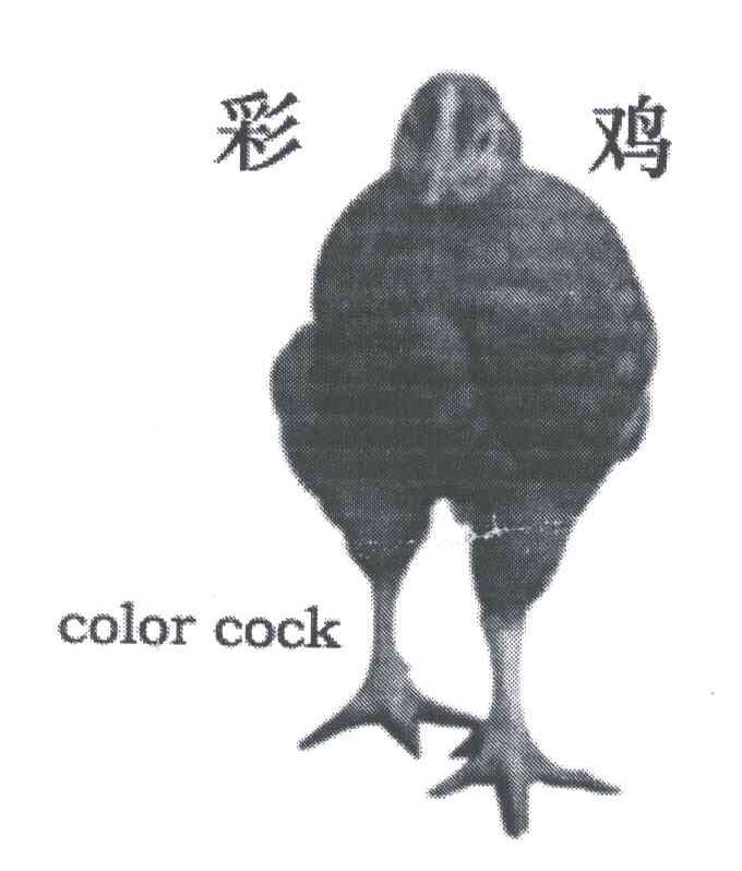 彩鸡;COLOR COCK