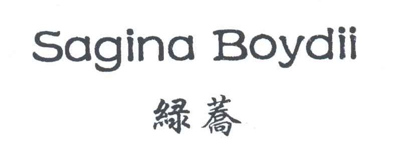 绿荞;SAGINA BOYDIL