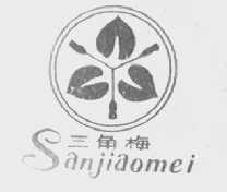 三角梅