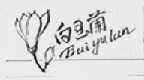 白玉兰