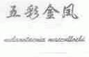 五彩金凤;MELANOTAENIA MACCULLOCHI