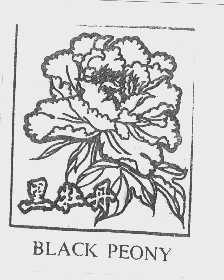 黑牡丹   BLACK PEONY