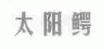 太阳鳄