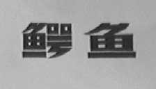 鳄鱼