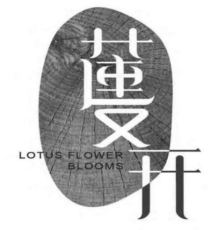 莲又开 LOTUS FLOWER BLOOMS