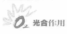 光合作用
