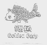 鲤鱼  GOLDEN CARP