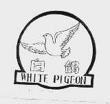 白鸽 WHITE PIGEON