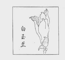 白玉兰