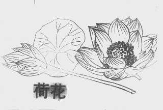 荷花
