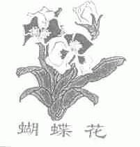 蝴蝶花