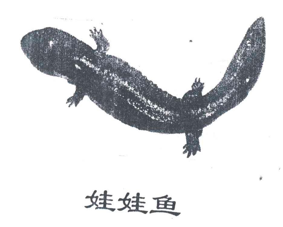 娃娃鱼