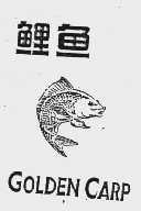 鲤鱼   GOLDEN CARP