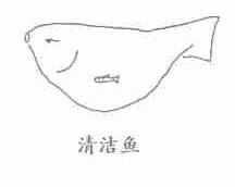 清洁鱼