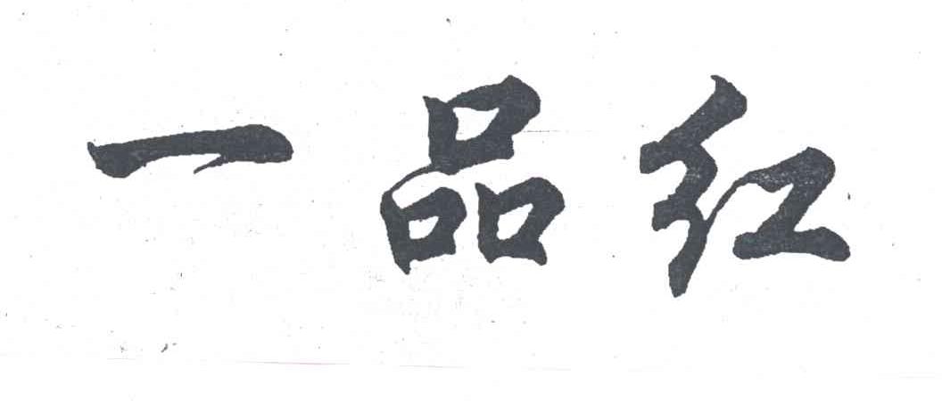 一品红