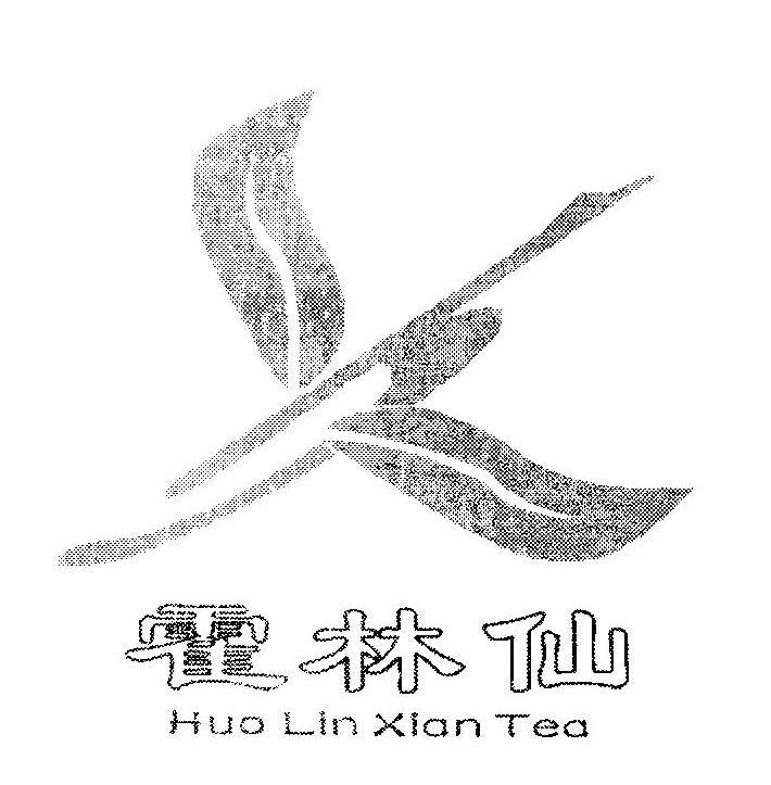 霍林仙 HUO LIN XIAN TEA