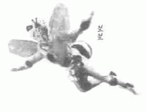 兰兰