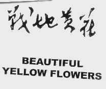 战地黄花   BEAUTIFUL YELLOW FLOWERS