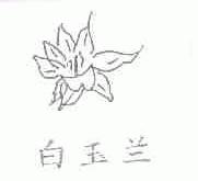 白玉兰