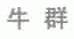 牛群