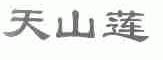 天山莲